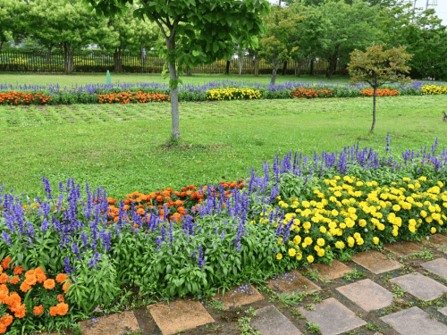 Example of Plants and tree in Marietta GAinstallation