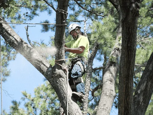 example of person cutting tree with safey gear