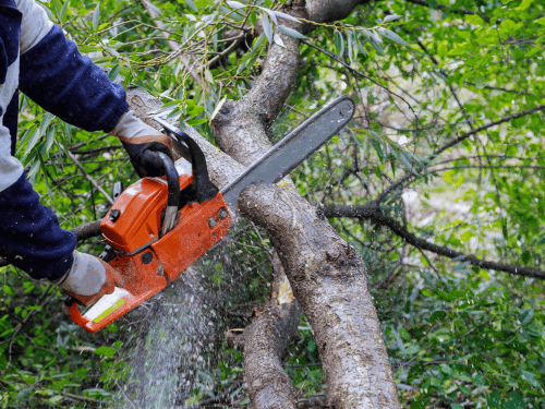 Example of tree trimming in Atlanta GA